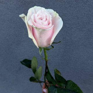 Róża Pink Mondial