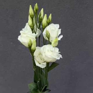 Eustoma biała