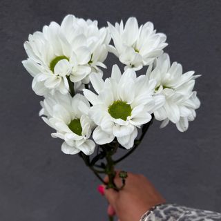 Chrysanthema biała