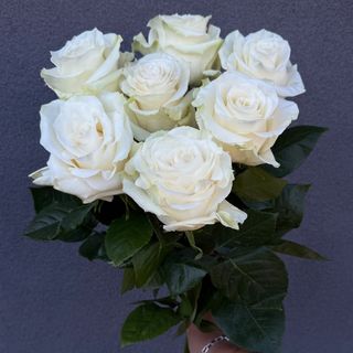 Bukiet 7 Białych róż 60cm