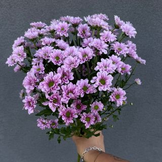 Chrysanthema Santini