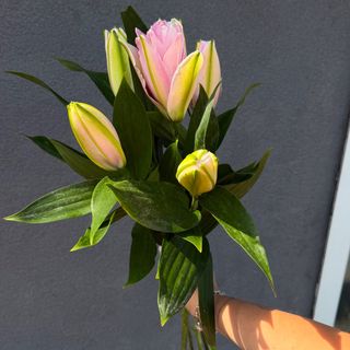 Lilia Longiflora
