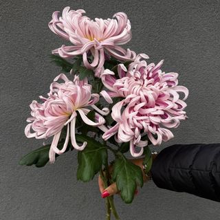 Chrysanthema Vienna