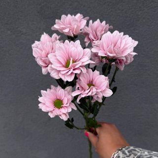Chrysanthema różowa