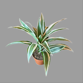 Dracena Janeta