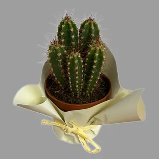 Kaktus 5