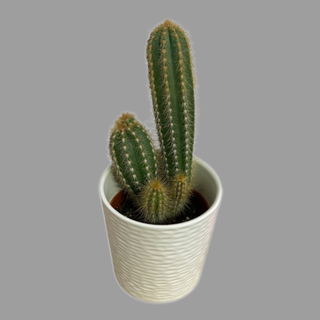 Kaktus 2