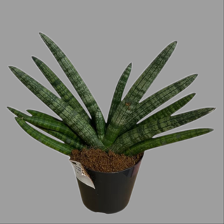 Sanseweria cylindra