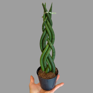 Sanseweria