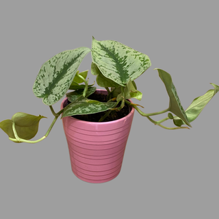 Epipremnum aureum