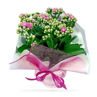 Kalanchoe