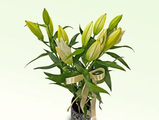 Bukiet z dowolnej ilości lilii