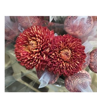 Chryzantemy odmiana Carolina Red luz 10 szt., (nieoczyszczone) 70 cm, paczka hurtowa