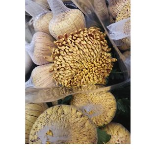 Chryzantemy odmiana Football Mums Bronze luz 10 szt., (nieoczyszczone) 70 cm, paczka hurtowa