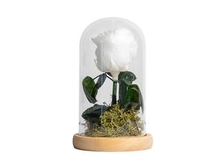 Campânula rosa preservada