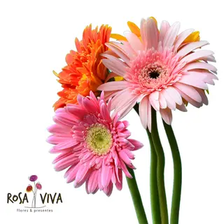 Atado de Gerberas