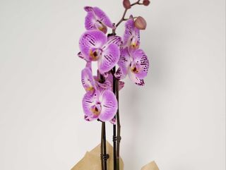 Orquídea