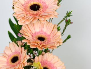 Encanto de Gérberas
