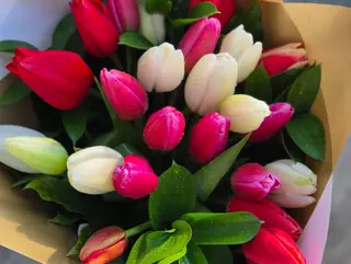 Tulipas de Encanto (10 tulipas)