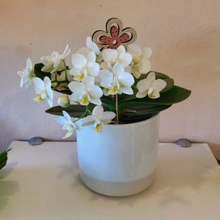 Orquídea especial