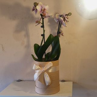 Orquídea premium