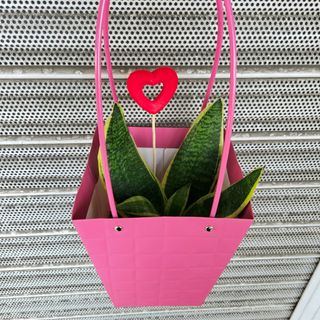 Sansevieria / espada de São Jorge