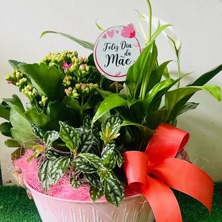 mini-jardim