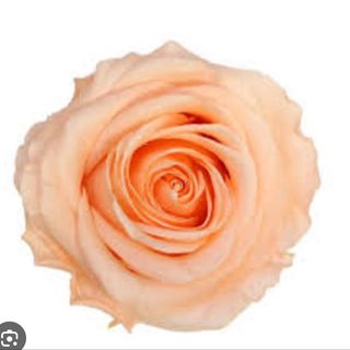 Rosa Preservada SALMÃO