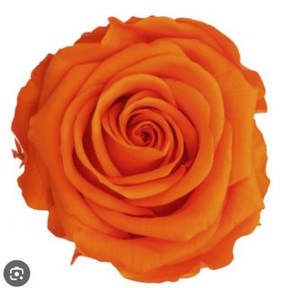 Rosa Preservada LARANJA 