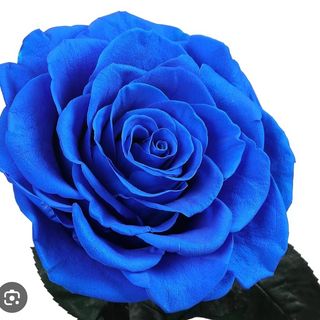 Rosa Preservada AZULÃO 