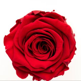 Rosa Preservada VERMELHA  