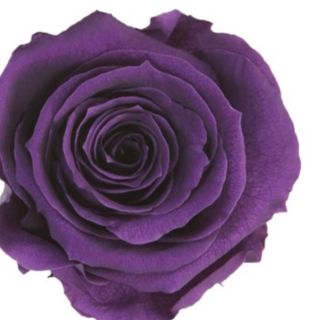 Rosa Preservada VIOLETA
