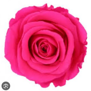 Rosa Preservada ROSA FUCHIA  