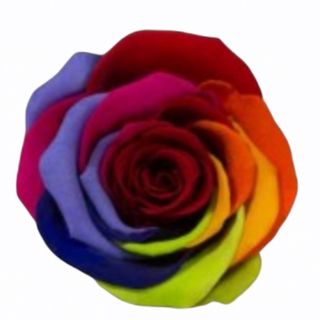 Rosa Preservada ARCO-IRIS