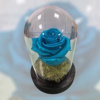 Campânula Azul Turquesa 