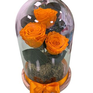 Campanula XL Amarelo Torrado