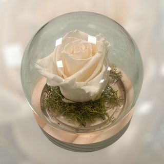 Campânula Lua Pérola 