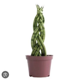 Lança de São Jorge Entrelaçada