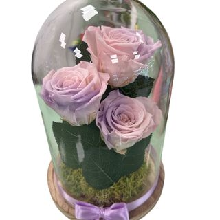 Campanula XL Rosa /Lilás