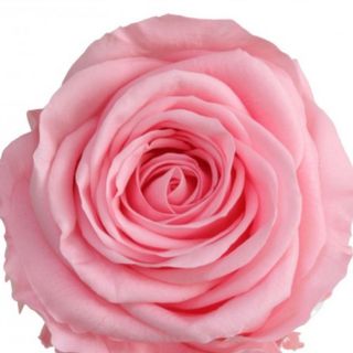 Rosa Preservada COR DE ROSA