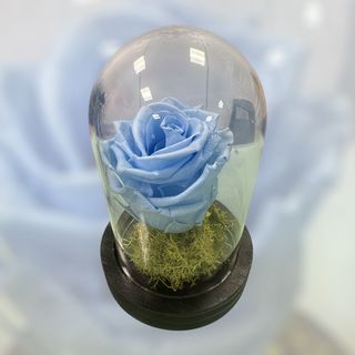 Campânula Azul Claro