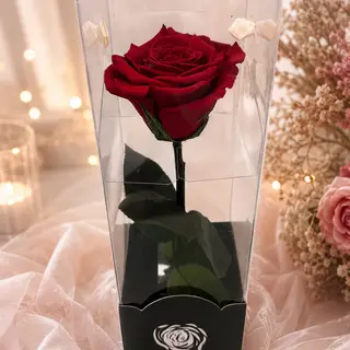 Rosa Vermelha Preservada