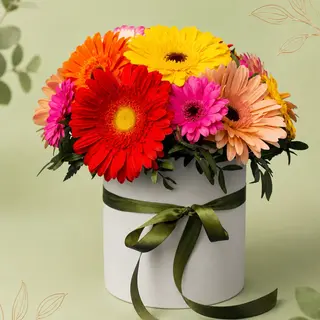Box’s Gereberas