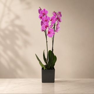 Orquídea Phanalopsis