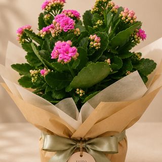 Kalanchoe
