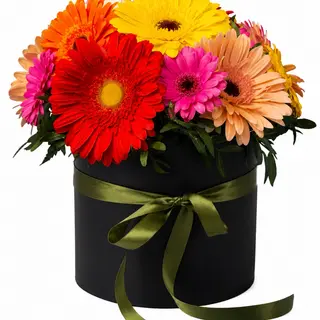 Box’s Gereberas