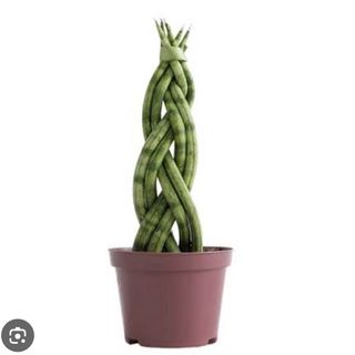 Trança de São Jorge