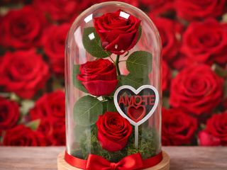 Campânula Rosa Vermelha XL