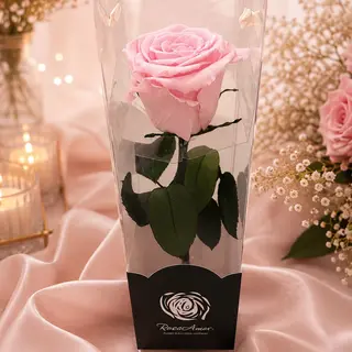 Rosa Cor de Rosa Preservada