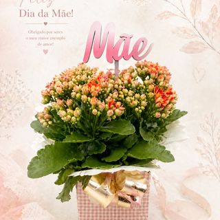 kALANCHOE